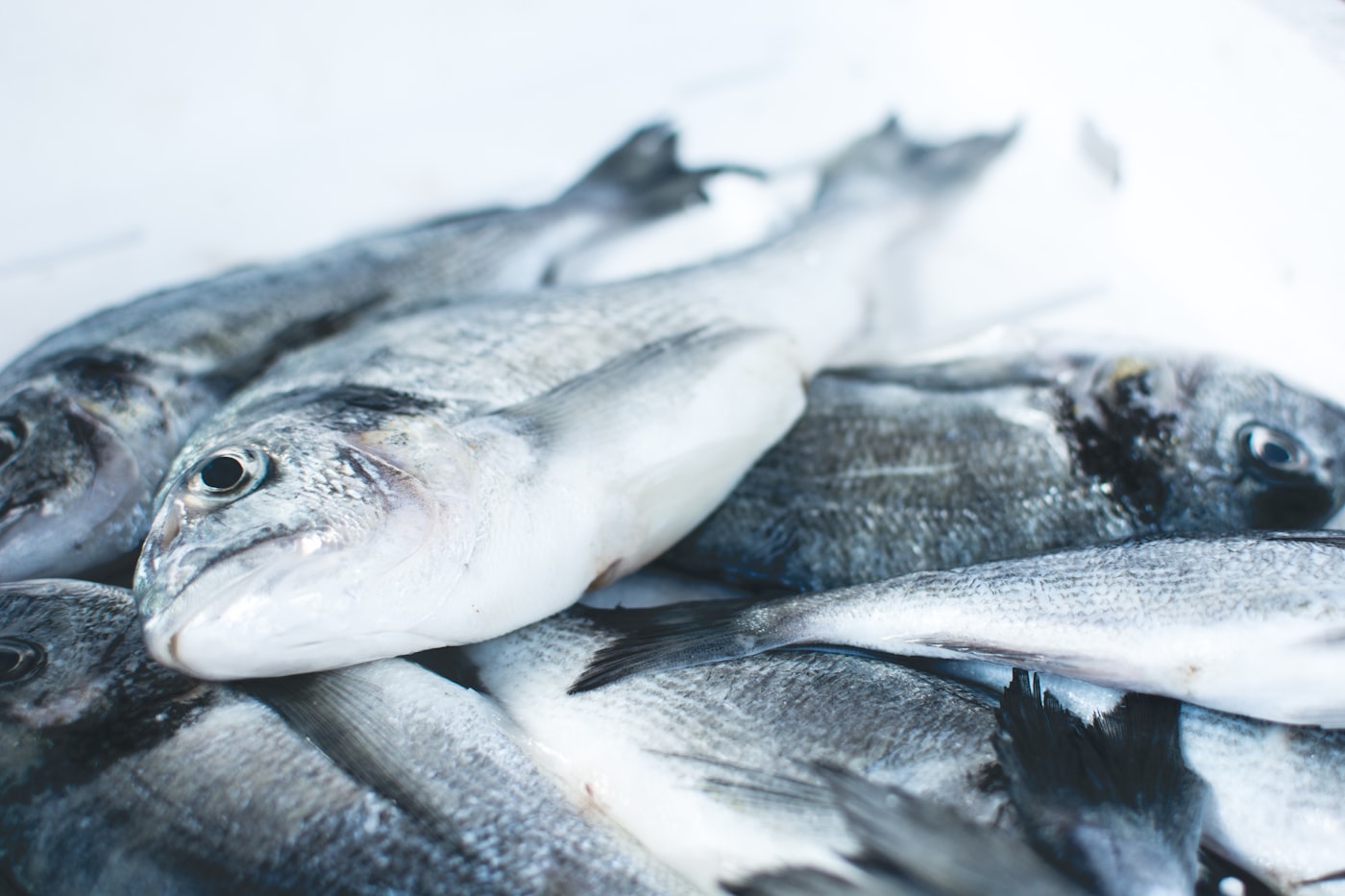 Fresh fish packed into an insulated cooler